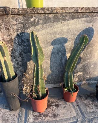 Cactus cereo