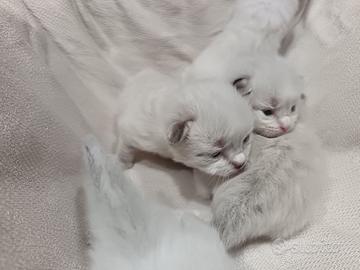 Gattini Ragdoll fine agosto