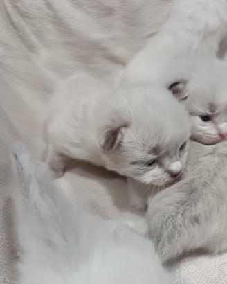 Gattini Ragdoll fine agosto