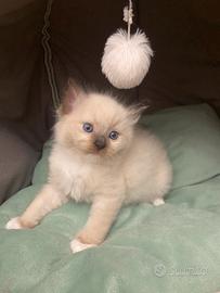 Gattini Ragdoll