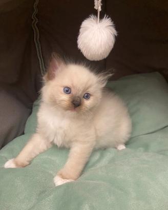 Gattini Ragdoll