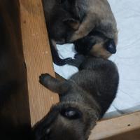 Cuccioli di pastore belga