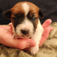 Jack Russell Terrier