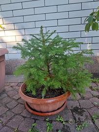Albero Abete Rosso 