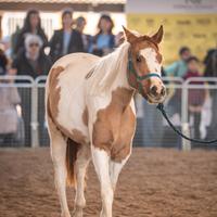 Cavalla americana quarab