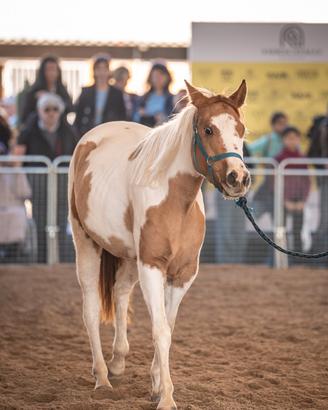 Cavalla americana quarab