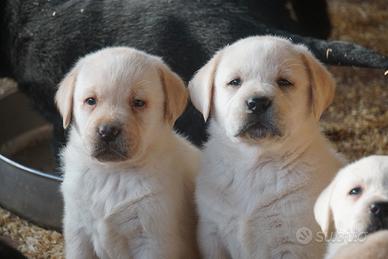 Labrador retriever cuccioli miele