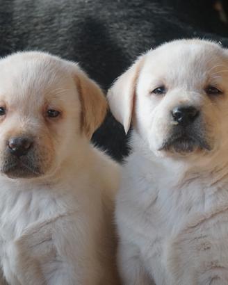 Labrador retriever cuccioli miele
