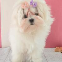 Maltese coreana femmina