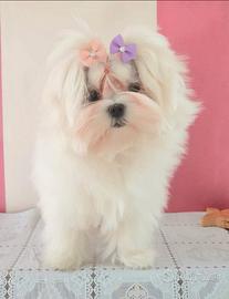 Maltese coreana femmina