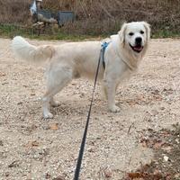 Golden retriever per accoppiamento