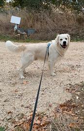 Golden retriever per accoppiamento