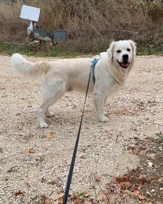 Golden retriever per accoppiamento
