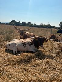 Bovini longhorn