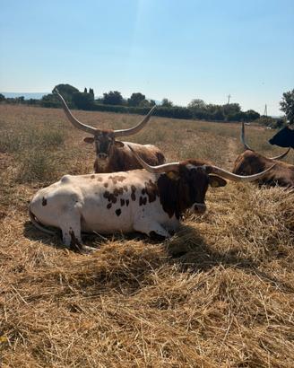 Bovini longhorn