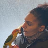 Pappagallo Caicco testa gialla