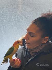 Pappagallo Caicco testa gialla