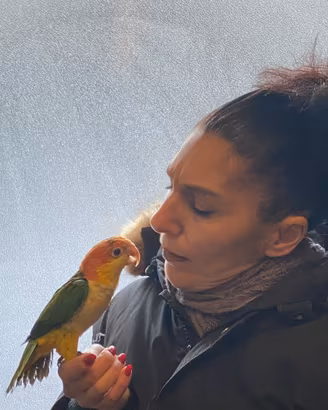 Pappagallo Caicco testa gialla