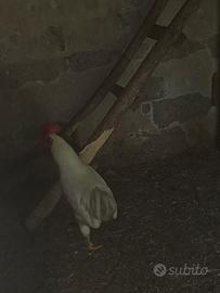 Gallo incrocio con livornese