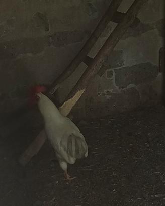 Gallo incrocio con livornese