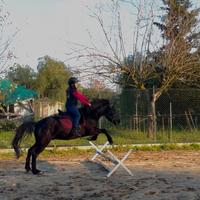 Pony 5 anni
