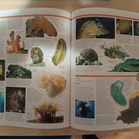 enciclpedia generica 