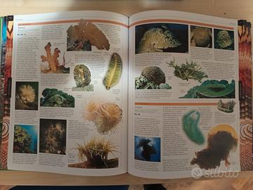 enciclpedia generica 