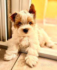 Biewer Yorkshire terrier