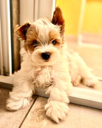 Biewer Yorkshire terrier