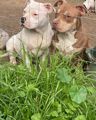 American bully
