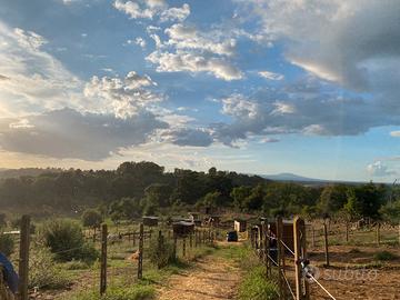 Pensione cavalli paddok e Prato