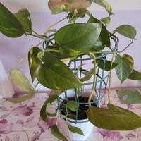 Pianta pothos