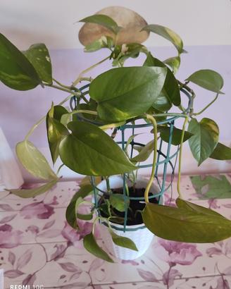 Pianta pothos
