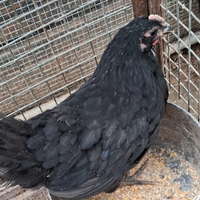 Pulcino Australorp nero