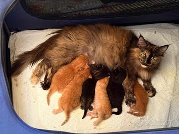 Cuccioli di Norvegese delle foreste