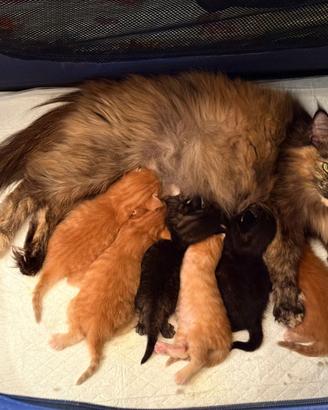 Cuccioli di Norvegese delle foreste