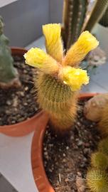 Eriocactus leninghausii adulto. Pianta grassa