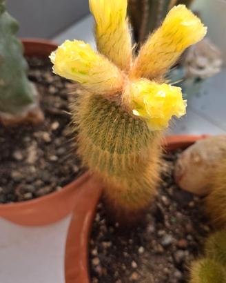 Eriocactus leninghausii adulto. Pianta grassa