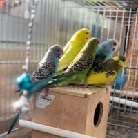 Cocorite 2 mesi e mezzo circa