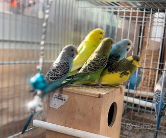 Cocorite 2 mesi e mezzo circa