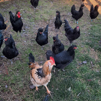 Galli di Polverara e Boffa, incroci