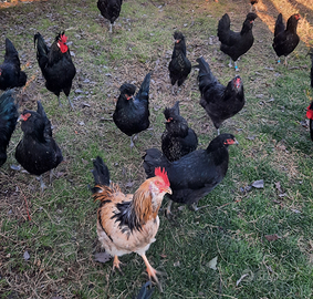 Galli di Polverara e Boffa, incroci