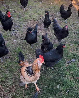 Galli di Polverara e Boffa, incroci