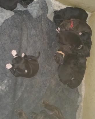 Corso, amstaff