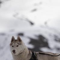 Husky Siberiano Maschio da Monta
