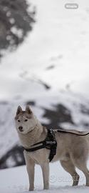 Husky Siberiano Maschio da Monta