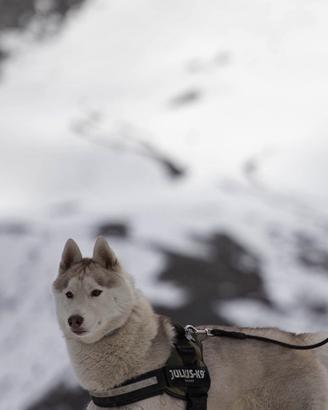 Husky Siberiano Maschio da Monta