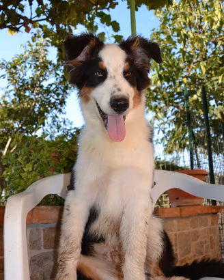 Cucciolo di Pastore Australiano
