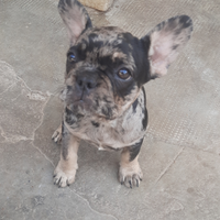 Ultima femmina di Bulldog Francese esotico