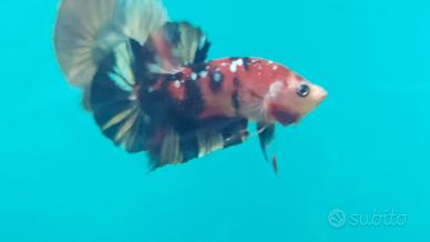 Betta plakat koi